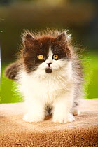 British Longhair Cat, kitten, black-and-white / Highlander, Lowlander, Britanica