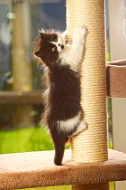 British Longhair Cat, kitten climbing up scratching post, black-and-white / Highlander, Lowlander, Britanica
