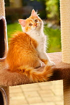 British Longhair Cat, kitten, red-tabby-white / Highlander, Lowlander, Britanica