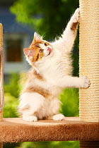 British Longhair Cat, kitten on scratching post, choco-tabby-white / Highlander, Lowlander, Britanica