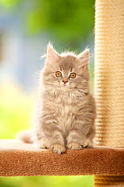British Longhair Cat, kitten, blue-silver-tabby / Highlander, Lowlander, Britanica