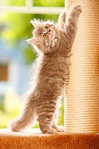 British Longhair Cat, kitten, blue-silver-tabby stretching up on scratching post / Highlander, Lowlander, Britannica