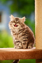 British Longhair Cat, kitten calling, black-silver-tabby / Highlander, Lowlander, Britanica