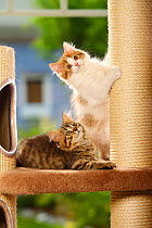 British Longhair Cat, two kittens on scratching post, black-golden-tabby and choco-tabby-white / Highlander, Lowlander, Britanica