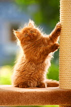 British Longhair Cat, kitten on scratching post, cinnamon-tortie / Highlander, Lowlander, Britanica