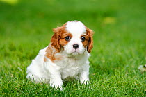 Cavalier King Charles Spaniel, puppy on grass, blenheim, 5 weeks