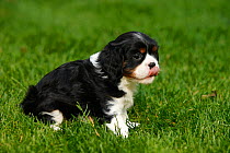 Cavalier King Charles Spaniel, puppy on grass licking lips, tricolour, 5 weeks