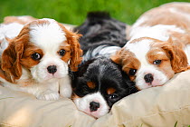 Cavalier King Charles Spaniel, three puppies resting on cushion bed, blenheim and tricolour, 5 weeks