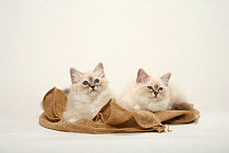 Sacred Cat of Burma, two kittens on a sac / Birman