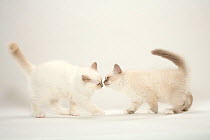 Sacred Cat of Burma, two kittens sniffing each other / Birman