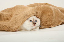 Sacred Cat of Burma, kitten hiding under sack / Birman
