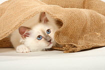 Sacred Cat of Burma, kitten hiding under sack / Birman
