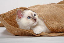 Sacred Cat of Burma, kitten hiding in sack (Birman)