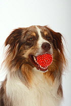 Australian Shepherd, red-merle, with red ball in mouth