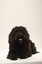 Havanese dog, black / Bichon Havanais, Bichon Habanero, lying portrait