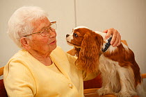 Elderly woman enjoying the attention of a Cavalier King Charles Spaniel in an Old People's Home, blenheim colour, Germany