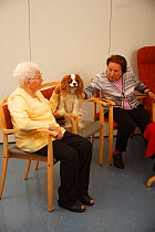 Two elderly women stroking a Cavalier King Charles Spaniel in an Old People's Home, blenheim colour, Germany