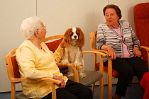 Two elderly women with a Cavalier King Charles Spaniel in an Old People's Home, blenheim colour, Germany