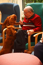 Elderly man enjoying the attention of two Cavalier King Charles Spaniels in an Old People's Home, ruby colour, Germany