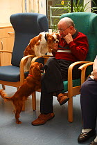 Elderly man enjoying the attention of two Cavalier King Charles Spaniels in an Old People's Home, ruby and blenheim colour, Germany