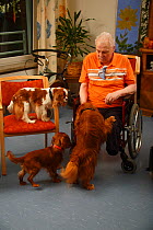 Elderly man in a wheelchair with three Cavalier King Charles Spaniels in an Old People's Home, ruby and blenheim colour, Germany