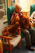 Elderly man stroking two Cavalier King Charles Spaniels in an Old People's Home, ruby colour, Germany