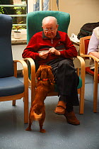 Elderly man feeding a treat to a Cavalier King Charles Spaniel in an Old People's Home, ruby colour, Germany