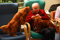 Elderly man with two Cavalier King Charles Spaniels in an Old People's Home, ruby colour, Germany