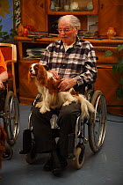 Elderly man in wheelchair stroking a Cavalier King Charles Spaniel on his lap in an Old People's Home, blenheim colour, Germany