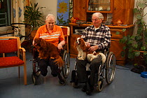 Two elderly men in wheelchairs with two Cavalier King Charles Spaniels on their laps in an Old People's Home, ruby and blenheim colour, Germany