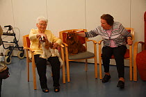 Two elderly women stroking two Cavalier King Charles Spaniels in an Old People's Home, ruby and blenheim colour, Germany
