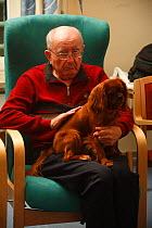 Elderly man stroking Cavalier King Charles Spaniel on his lap in an Old People's Home, ruby colour, Germany