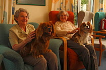 Two elderly women stroking two Cavalier King Charles Spaniels on their laps in an Old People's Home, ruby and blenheim colour, Germany