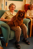 Elderly woman stroking Cavalier King Charles Spaniel on her lap in an Old People's Home, ruby colour, Germany