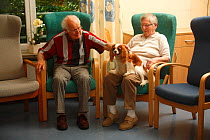 Elderly man and woman stroking a Cavalier King Charles Spaniel in an Old People's Home, blenheim colour, Germany