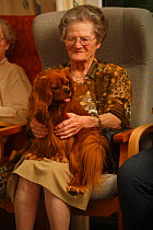 Elderly woman stroking a Cavalier King Charles Spaniel in an Old People's Home, ruby colour, Germany