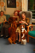 Three elderly women with three Cavalier King Charles Spaniels in an Old People's Home, ruby and blenheim colour, Germany