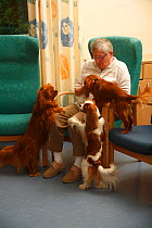 Elderly woman with three Cavalier King Charles Spaniels in an Old People's Home, ruby and blenheim colour, Germany