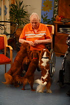 Elderly man in wheelchair feeding treat to three Cavalier King Charles Spaniels in an Old People's Home, ruby and blenheim colour, Germany