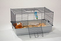 Two Guinea Pigs in an open cage