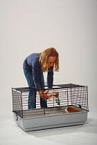 Girl placing Guinea Pig in its cage