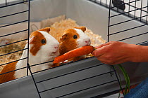 Feeding carrot to Guinea Pigs in cage