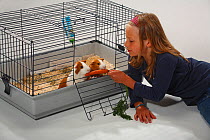 Girl feeding carrot to two Guinea Pigs in cage