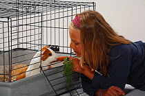 Girl feeding carrot to Guinea Pig in cage