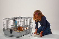 Girl providing bowl of dried food for Guinea Pigs in cage