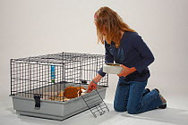 Girl placing bowl of dried food in cage for two Guinea Pigs