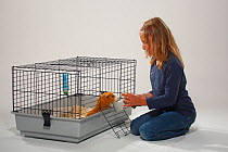 Girl feeding Guinea Pigs in cage from bowl of dried food