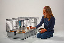 Girl feeding Guinea Pigs in cage with dried food from bowl