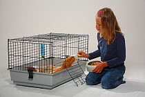 Girl feeding Guinea Pigs in cage with dried food from bowl