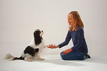 Girl training Cavalier King Charles Spaniel to shake hands with its paw, tricolour